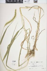 Setaria faberi image