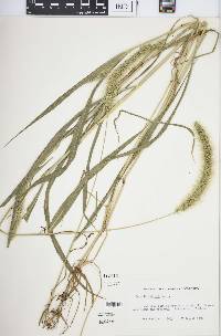 Setaria faberi image