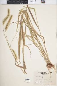 Setaria faberi image