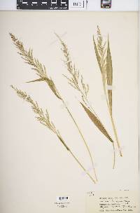 Setaria homonyma image