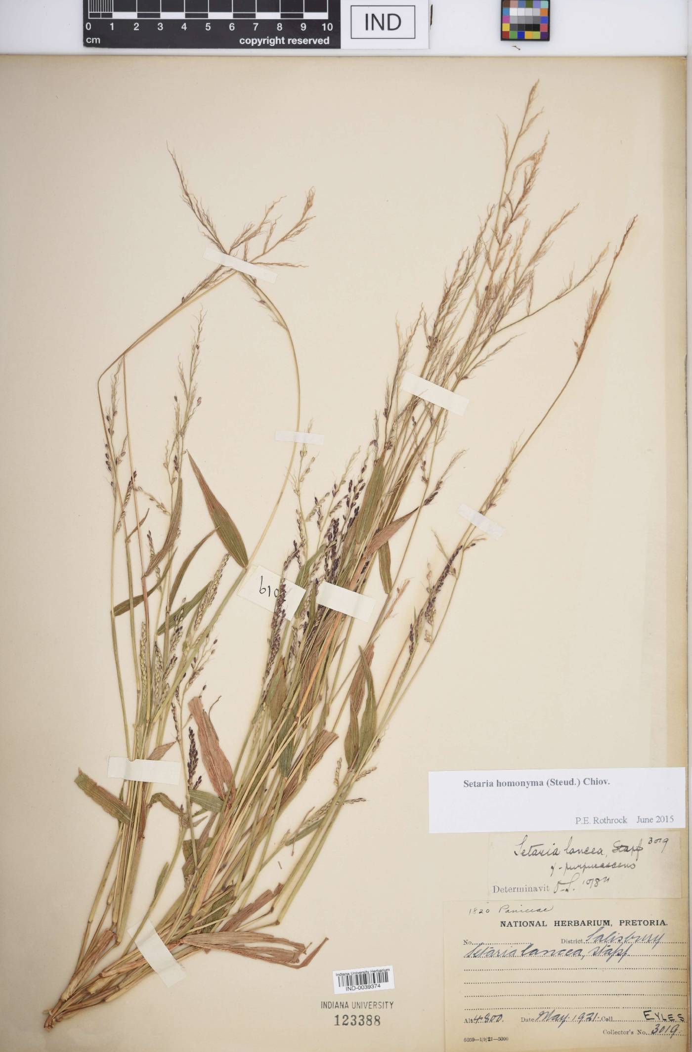Setaria homonyma image