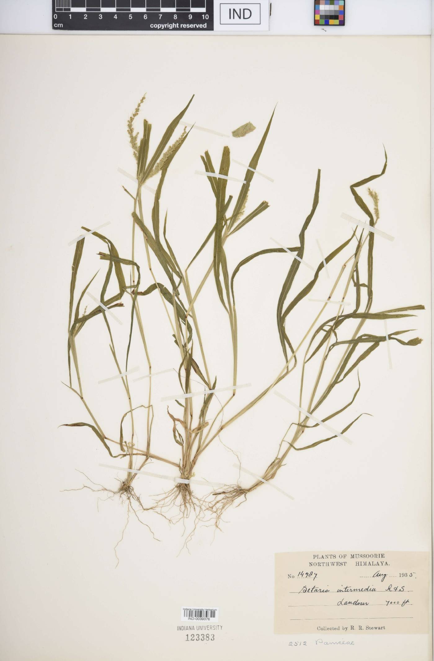 Setaria intermedia image