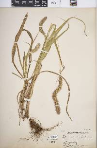 Setaria italica image