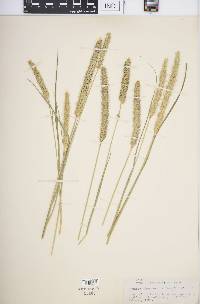 Setaria nigrirostris image