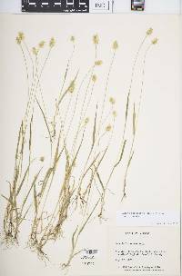 Setaria pumila subsp. pumila image