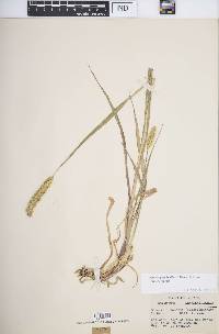 Setaria pumila image