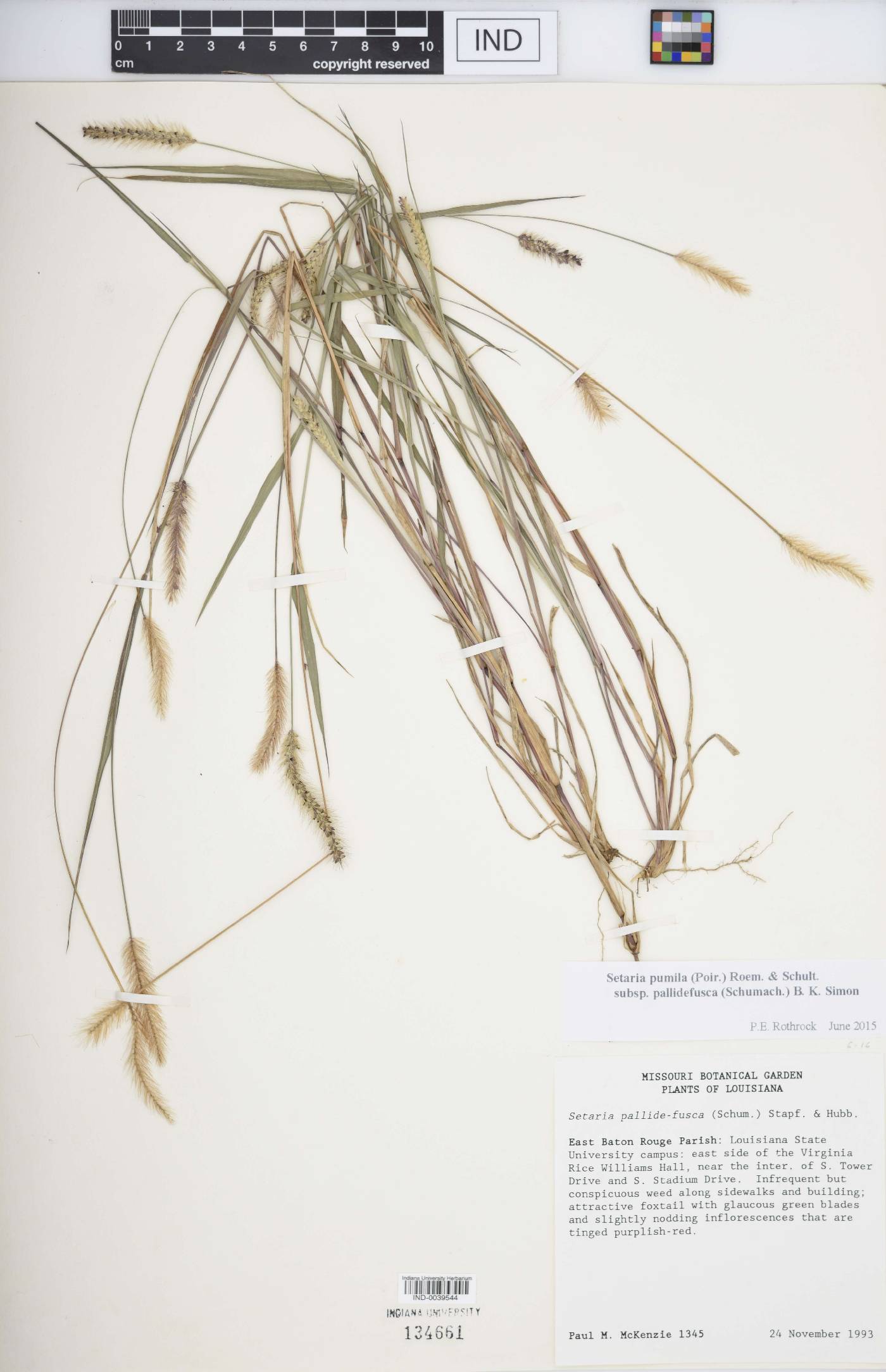 Setaria pumila subsp. pallidefusca image