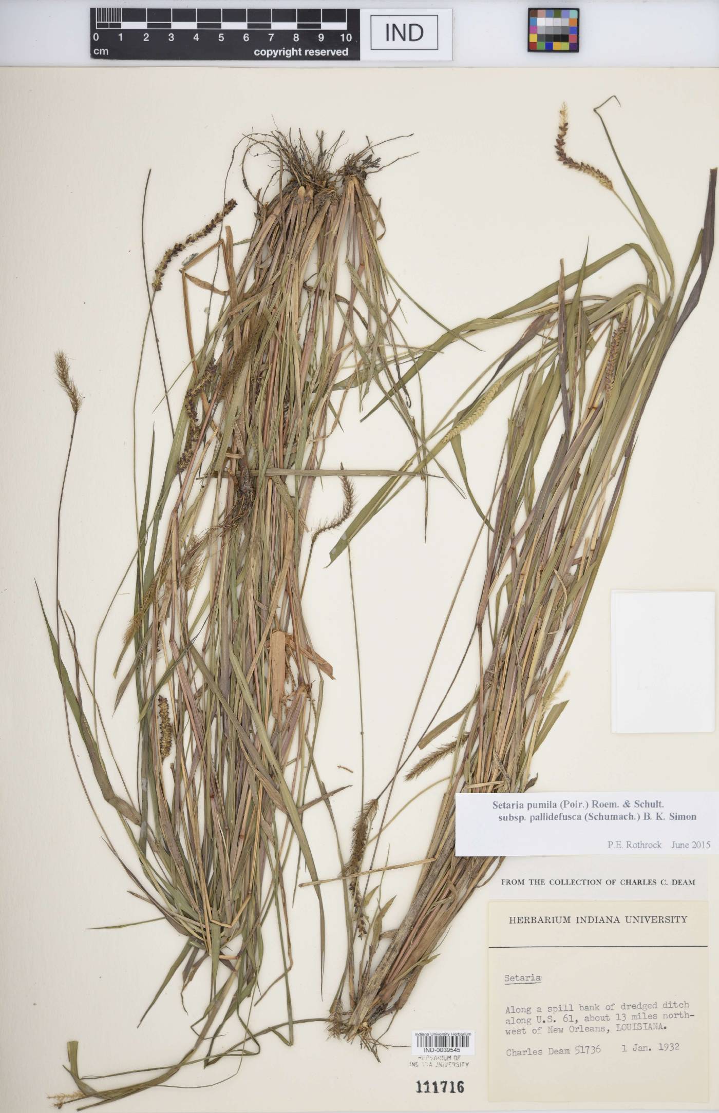 Setaria pumila subsp. pallidefusca image