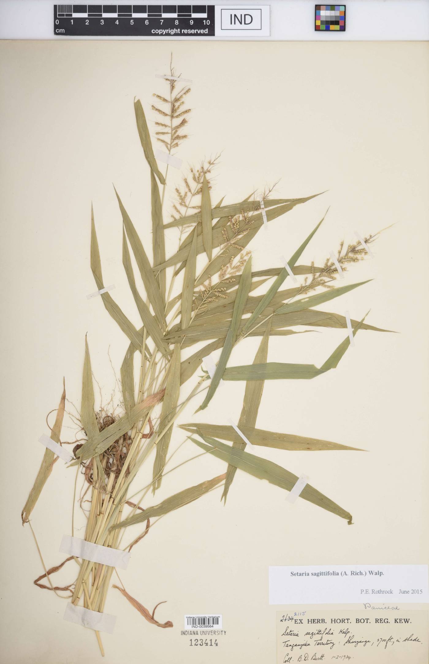 Setaria sagittifolia image