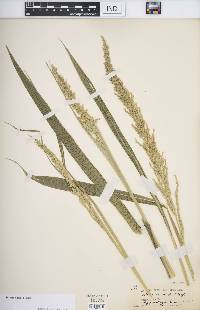 Setaria sulcata image