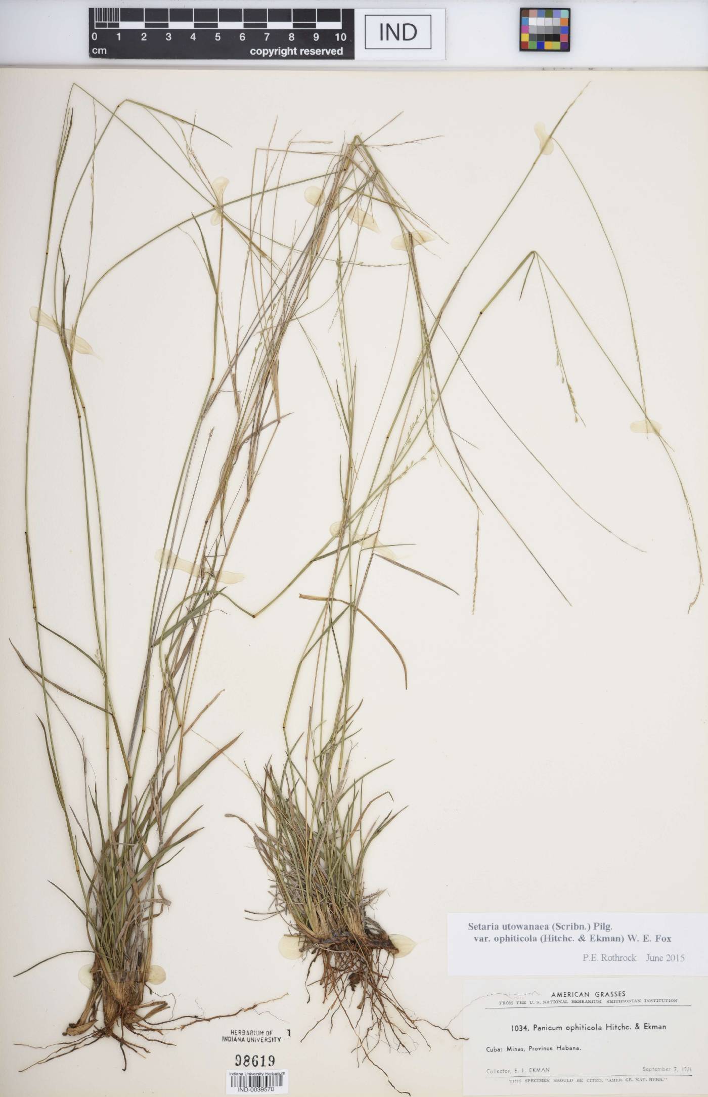 Setaria utowanaea image