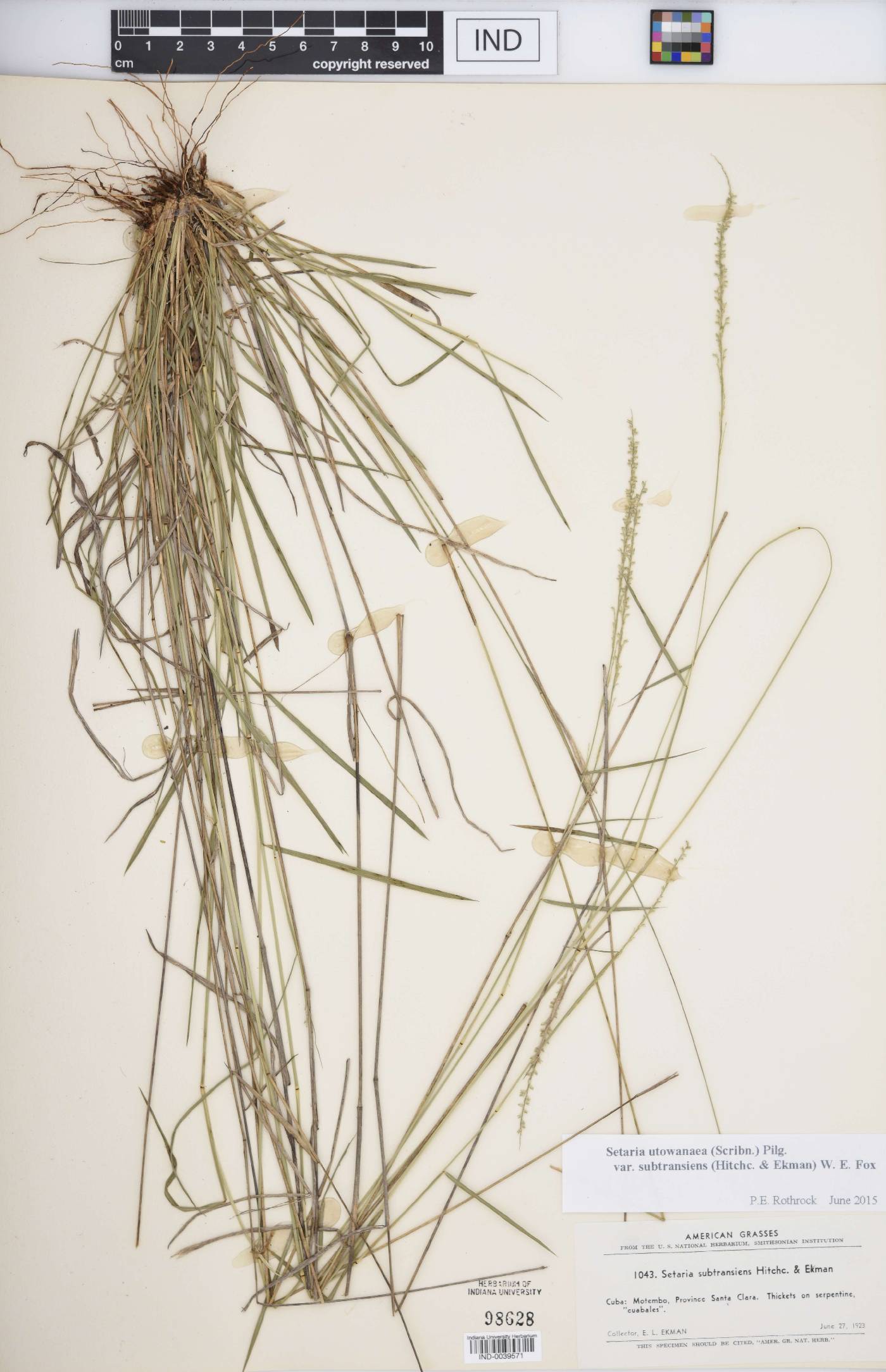 Setaria utowanaea var. subtransiens image