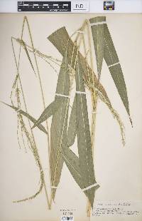 Setaria megaphylla image