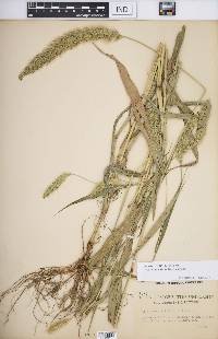 Setaria viridis var. major image