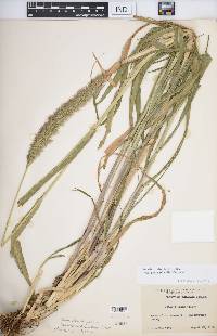 Setaria viridis var. major image