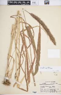 Setaria viridis var. major image