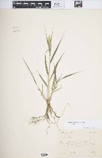 Setaria viridis var. viridis image