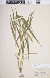 Setaria viridis var. viridis image