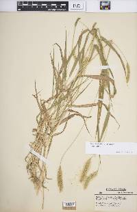 Setaria viridis var. viridis image