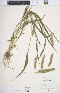 Setaria viridis var. viridis image