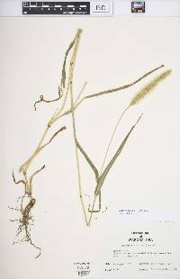 Setaria viridis var. viridis image