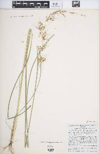 Sorghastrum elliottii image