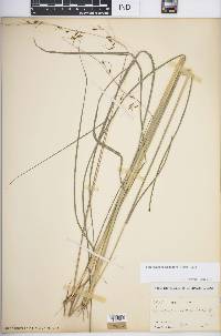 Sorghastrum secundum image