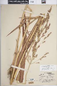 Sorghum bicolor image