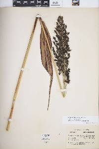 Sorghum bicolor subsp. drummondii image