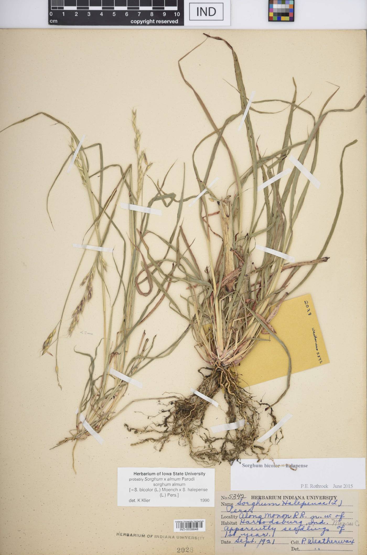 Sorghum F1 hybrid image