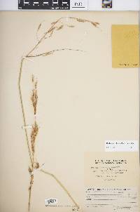 Sorghum plumosum image