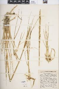 Spartina alterniflora image