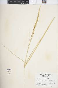 Spartina alterniflora image