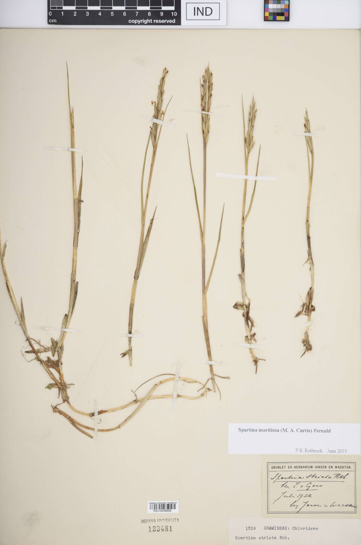 Spartina maritima image