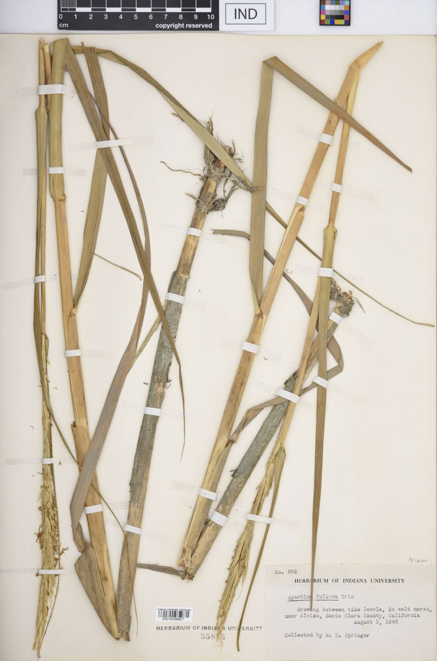 Spartina foliosa image
