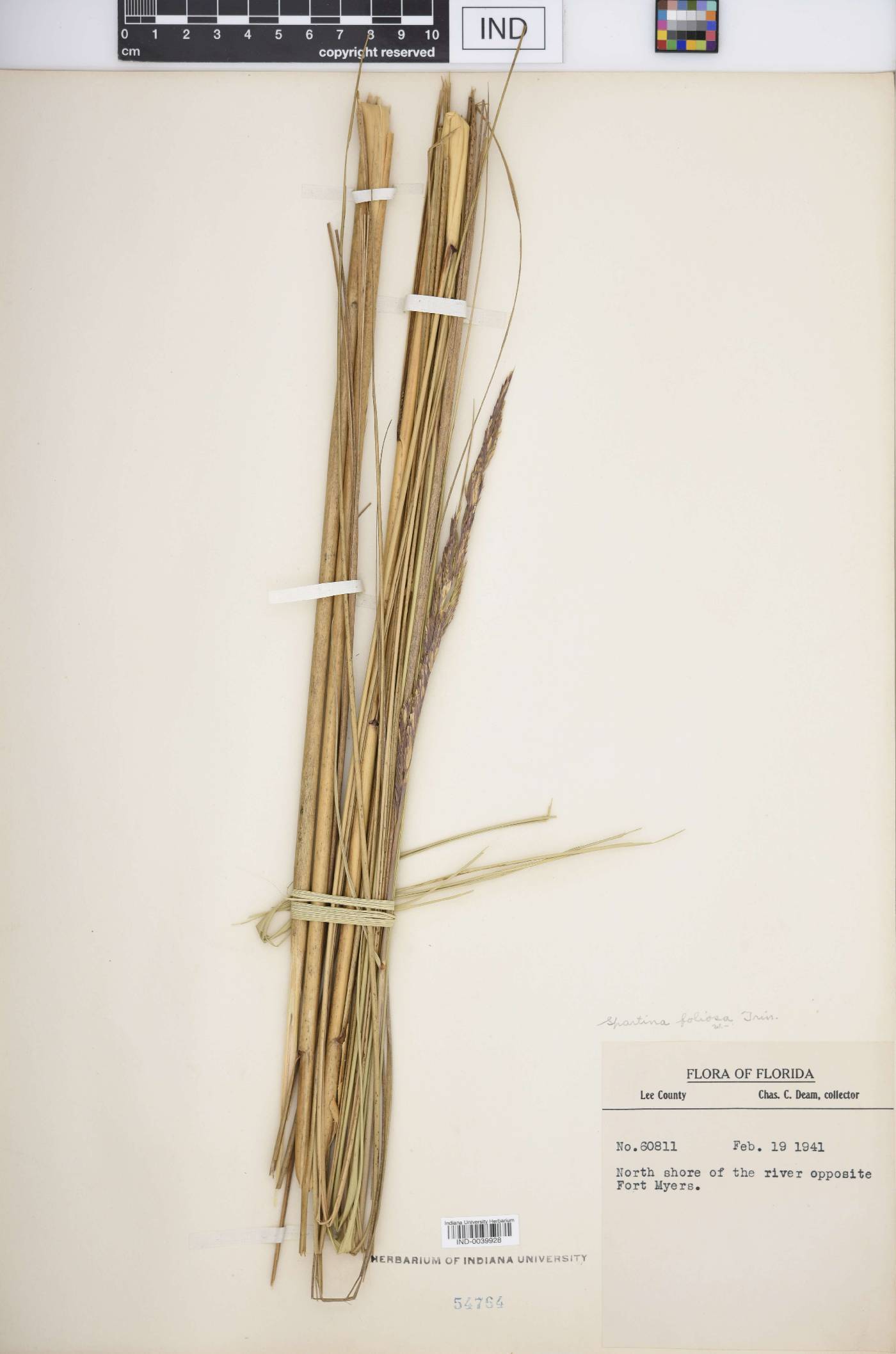 Spartina foliosa image