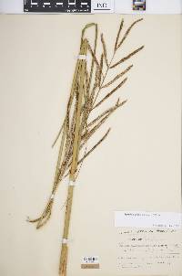 Spartina cynosuroides image