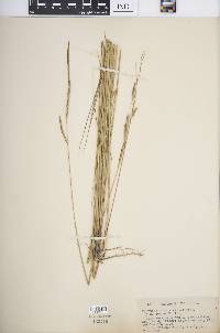 Spartina patens image