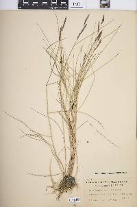 Spartina patens image