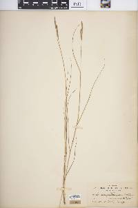 Spartina patens image