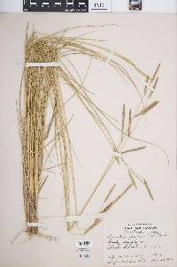 Spartina patens image