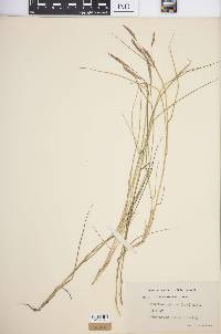 Spartina patens image