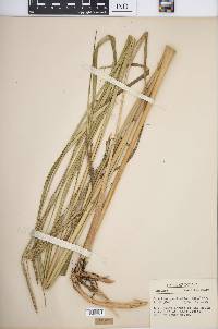 Spartina pectinata image