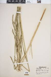 Spartina pectinata image