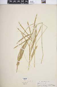 Spartina pectinata image