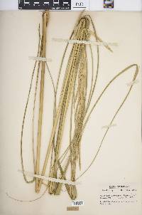 Spartina pectinata image