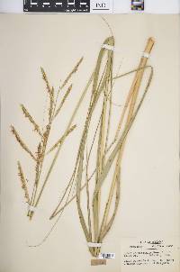 Spartina pectinata image