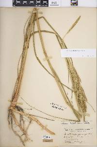 Spartina pectinata image