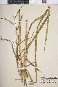 Spartina pectinata image