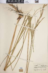 Spartina pectinata image